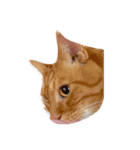 たくさんのねこ（個別スタンプ：3）