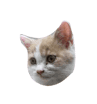 たくさんのねこ（個別スタンプ：4）