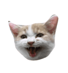 たくさんのねこ（個別スタンプ：5）