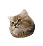 たくさんのねこ（個別スタンプ：6）