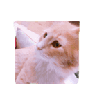 たくさんのねこ（個別スタンプ：7）