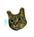 にゃーな気分（個別スタンプ：1）