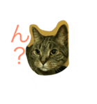 にゃーな気分（個別スタンプ：5）
