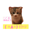 三毛猫メイチャン（個別スタンプ：1）