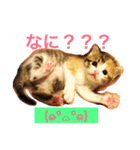 三毛猫メイチャン（個別スタンプ：3）