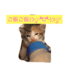 三毛猫メイチャン（個別スタンプ：5）