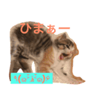 三毛猫メイチャン（個別スタンプ：6）