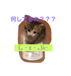 三毛猫メイチャン（個別スタンプ：7）