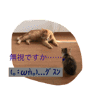 三毛猫メイチャン（個別スタンプ：10）