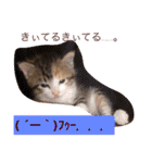 三毛猫メイチャン（個別スタンプ：11）