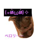三毛猫メイチャン（個別スタンプ：12）