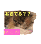 三毛猫メイチャン（個別スタンプ：13）