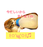 三毛猫メイチャン（個別スタンプ：14）