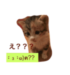 三毛猫メイチャン（個別スタンプ：15）
