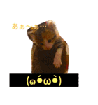 三毛猫メイチャン（個別スタンプ：16）