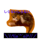 三毛猫メイチャン（個別スタンプ：18）