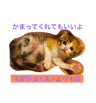 三毛猫メイチャン（個別スタンプ：20）
