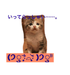 三毛猫メイチャン（個別スタンプ：22）
