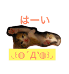 三毛猫メイチャン（個別スタンプ：23）