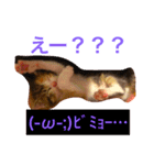 三毛猫メイチャン（個別スタンプ：24）