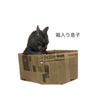 寝てばっかりねこ（個別スタンプ：1）