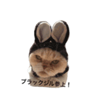 ブラックジル（個別スタンプ：1）