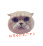 ブラックジル（個別スタンプ：3）