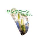 ひねりのないスタンプ（個別スタンプ：1）