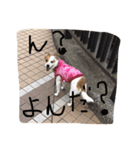 もこのリアクション（個別スタンプ：4）