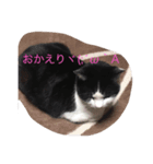 ニャンコ挨拶01（個別スタンプ：3）