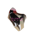 ニャンコ挨拶01（個別スタンプ：4）