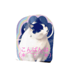ニャンコ挨拶01（個別スタンプ：8）