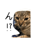 俺、猫2（個別スタンプ：1）