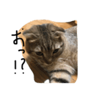 俺、猫2（個別スタンプ：5）