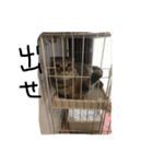 俺、猫2（個別スタンプ：6）