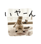 俺、猫2（個別スタンプ：8）