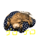 俺、猫2（個別スタンプ：11）