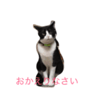 ねこにゃんシリーズ1（個別スタンプ：2）
