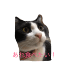 ねこにゃんシリーズ1（個別スタンプ：3）