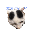 ねこにゃんシリーズ1（個別スタンプ：4）