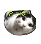ねこにゃんシリーズ1（個別スタンプ：5）