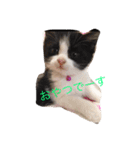 ねこにゃんシリーズ1（個別スタンプ：6）
