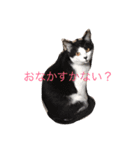 ねこにゃんシリーズ1（個別スタンプ：7）