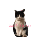 ねこにゃんシリーズ1（個別スタンプ：9）
