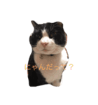 ねこにゃんシリーズ1（個別スタンプ：10）