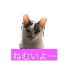 ねこにゃんシリーズ1（個別スタンプ：11）