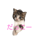ねこにゃんシリーズ1（個別スタンプ：12）