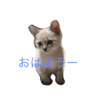 ねこにゃんシリーズ1（個別スタンプ：13）