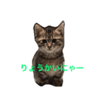 ねこにゃんシリーズ1（個別スタンプ：14）