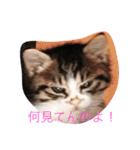 ねこにゃんシリーズ1（個別スタンプ：15）